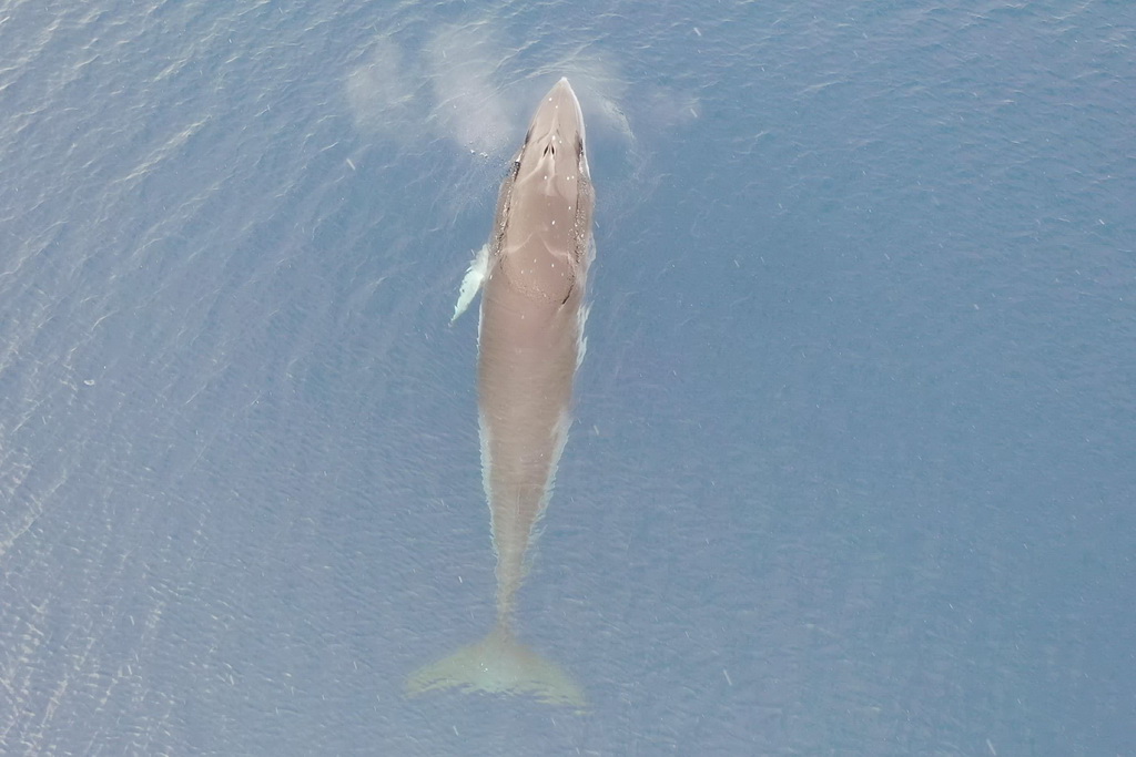 這是1月6日在阿蒙森海拍攝的小須鯨（無人機照片）。新華社發（陳棟彬 攝）