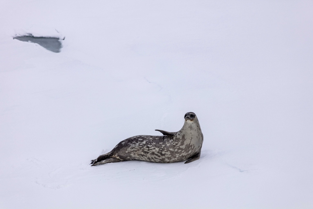 這是1月8日在阿蒙森海拍攝的海豹。新華社記者 周圓 攝