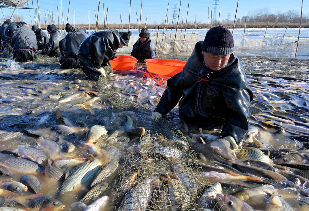 1月13日，河北省唐山市曹妃甸區第八農場的淡水魚養殖戶在魚塘捕魚。
