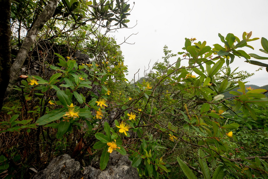這是2023年5月22日在貴州荔波縣的貴州茂蘭國家級自然保護區拍攝的“荔波金絲桃”。新華社發（徐建 攝）