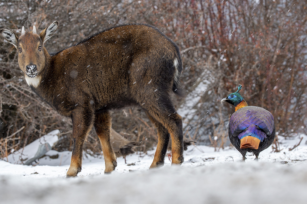 1月17日拍攝於西藏山南市洛扎縣的喜馬拉雅斑羚和棕尾虹雉。