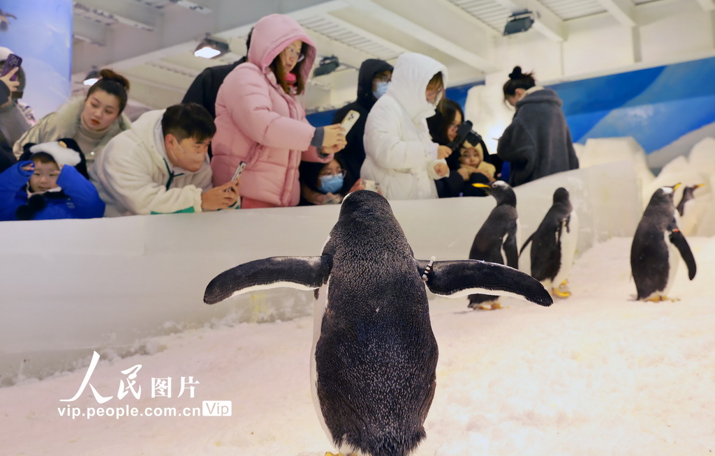 10隻極地企鵝亮相江蘇南通【2】