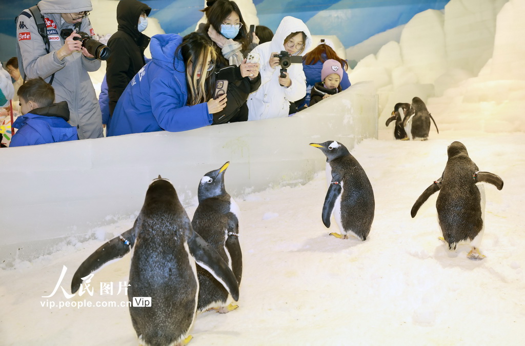 10隻極地企鵝亮相江蘇南通【3】