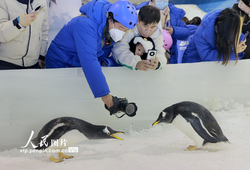 10隻極地企鵝亮相江蘇南通【4】