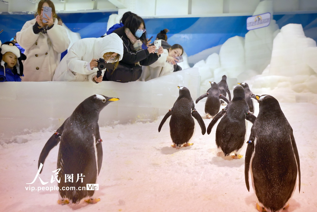 10隻極地企鵝亮相江蘇南通【5】