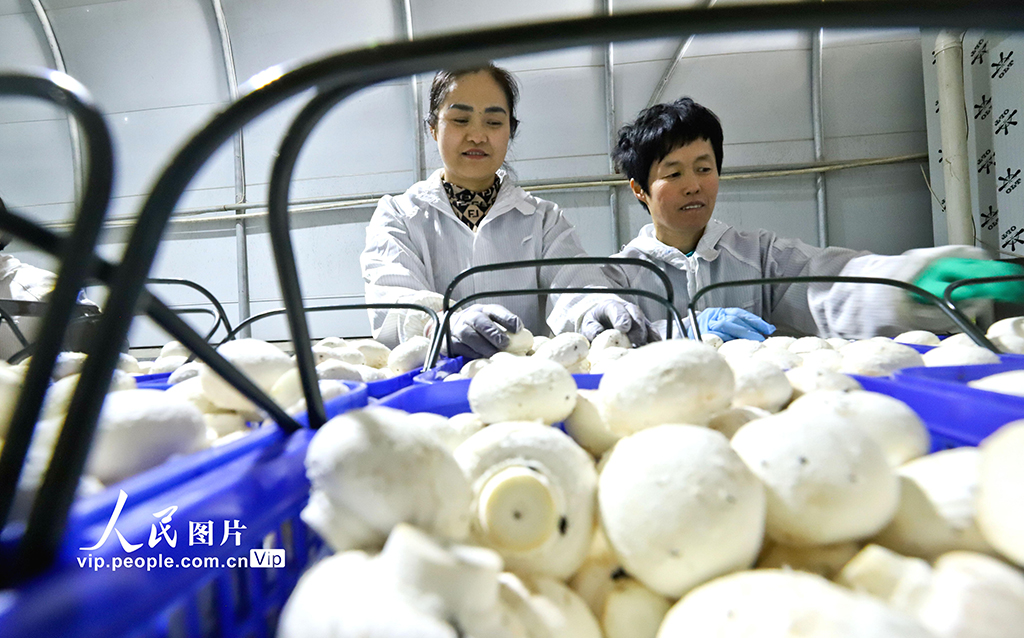 甘肅臨澤：小蘑菇 大產業【3】