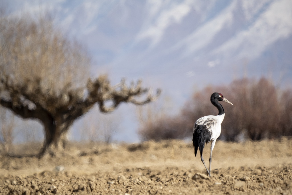 這是1月27日在西藏南木林縣艾瑪鄉田間拍攝到的黑頸鶴。新華社發（旦增努布攝）