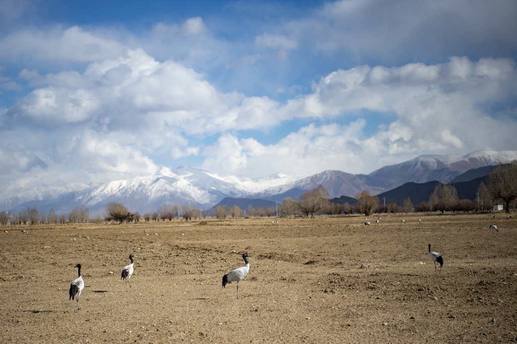 這是1月27日在西藏南木林縣艾瑪鄉田間拍攝到的黑頸鶴。新華社記者 劉文博 攝