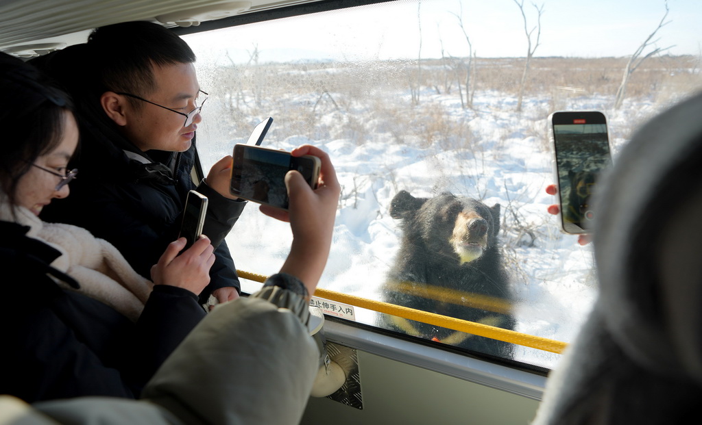 1月25日，在“中國東極”黑龍江省撫遠市的黑瞎子島探秘野熊園，體驗生態穿越項目的游客拍攝黑熊。新華社記者 王毓國 攝