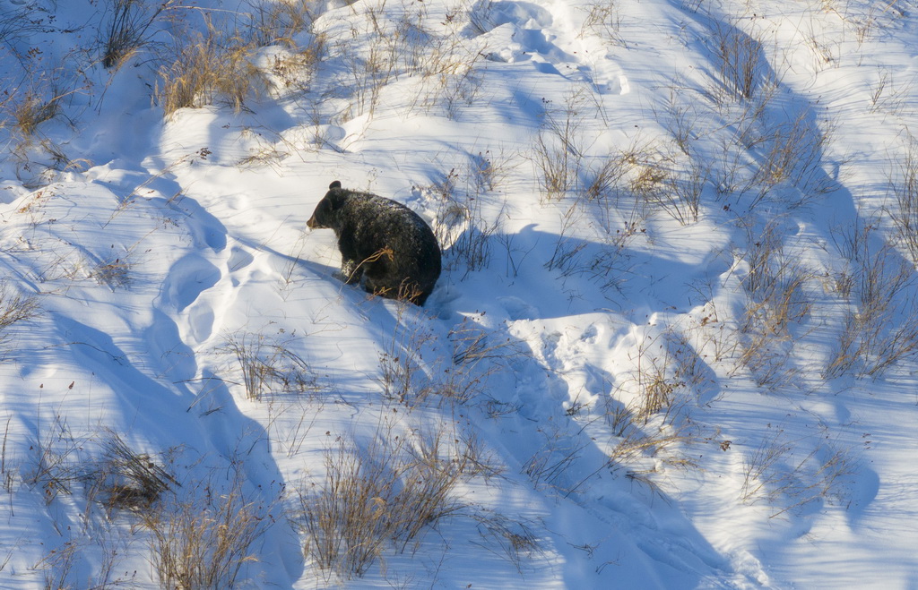 這是1月25日在“中國東極”黑龍江省撫遠市的黑瞎子島探秘野熊園拍攝的黑熊（無人機照片）。新華社記者 才揚 攝