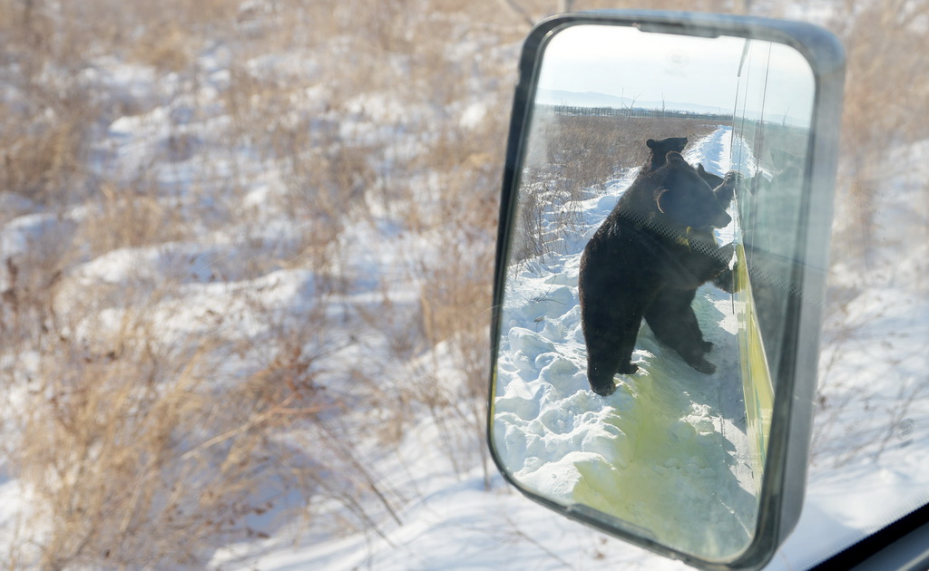 1月25日，在“中國東極”黑龍江省撫遠市的黑瞎子島探秘野熊園，黑熊與體驗生態穿越項目的游客互動。新華社記者 王毓國 攝