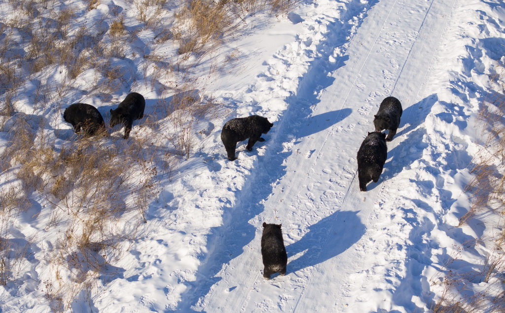 這是1月25日在“中國東極”黑龍江省撫遠市的黑瞎子島探秘野熊園拍攝的黑熊（無人機照片）。新華社記者 才揚 攝