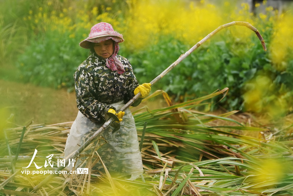 2月4日，在廣西柳州市融水苗族自治縣融水鎮下廓村中麻屯，村民砍糖料蔗時削蔗殼。