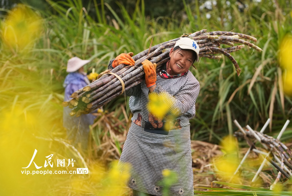 2月4日，在廣西柳州市融水苗族自治縣融水鎮下廓村中麻屯，村民搬運糖料蔗。