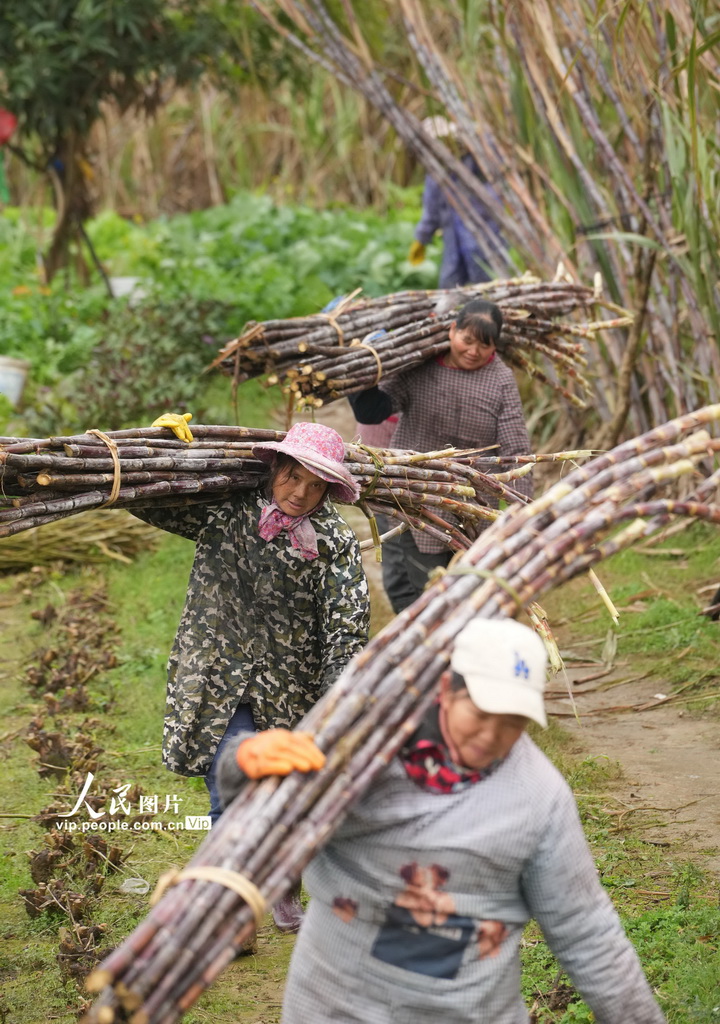 2月4日，在廣西柳州市融水苗族自治縣融水鎮下廓村中麻屯，村民搬運糖料蔗。