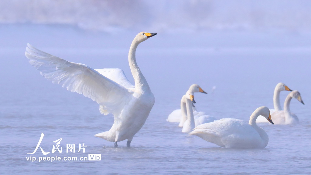 ������Ҵ��ѩ������衾5��
