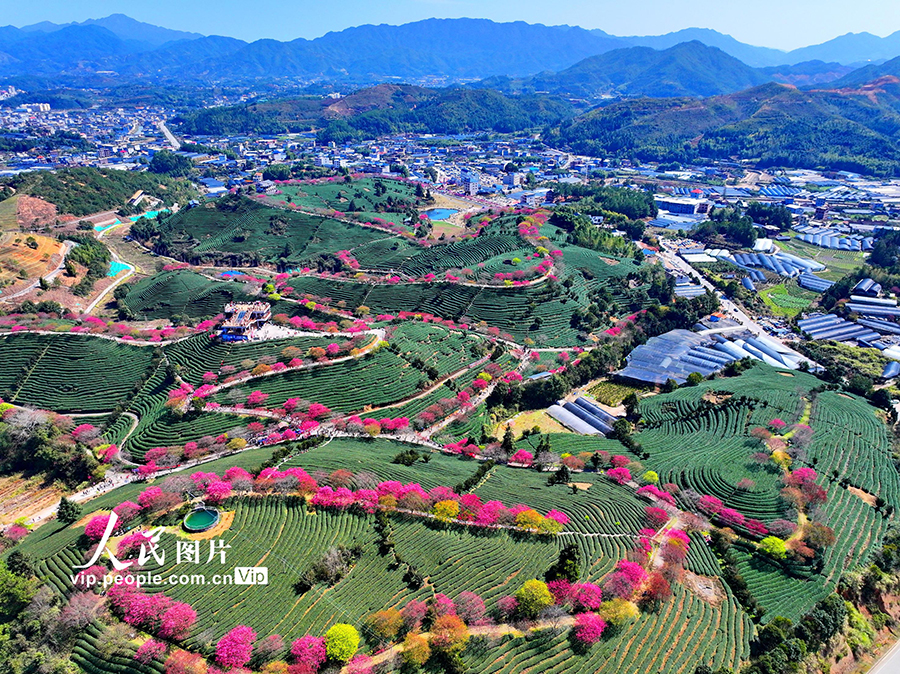 2024年2月13日，福建省龍岩市漳平市永福鎮后孟村，櫻花爛漫。