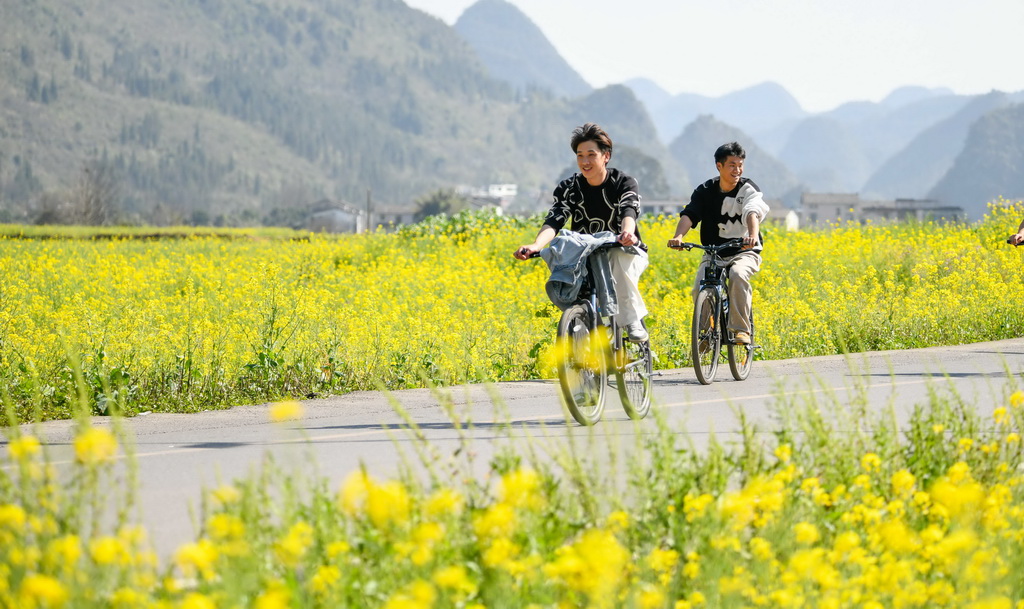2月17日，游客在貴州省興義市萬峰林景區的油菜花海中騎行。新華社發（劉朝富攝）