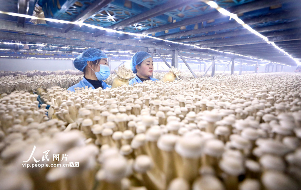 2月18日，位于甘肃省张掖市甘州区巴吉滩工业园区内，工作人员正在鹿茸菇生产菇房内查看鹿茸菇生长情况。王将摄（人民图片网）