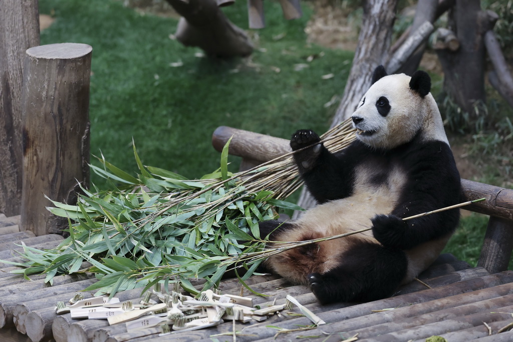 这是2月20日在韩国爱宝乐园拍摄的大熊猫福宝。