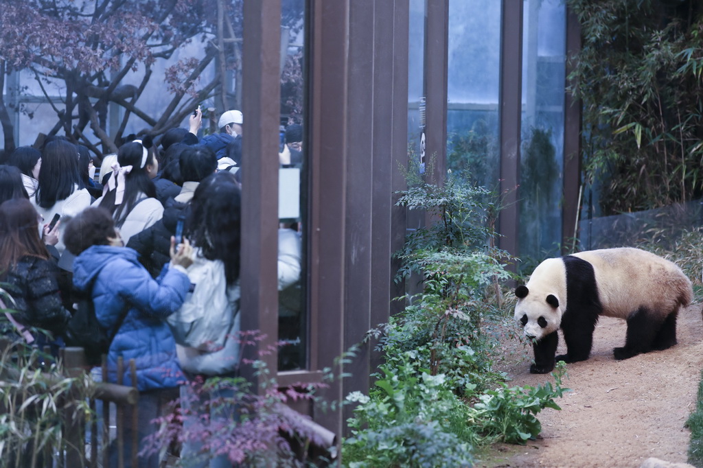 2月20日，韓國民眾在韓國愛寶樂園參觀大熊貓福寶。