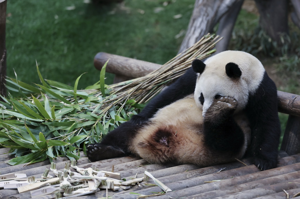 這是2月20日在韓國愛寶樂園拍攝的大熊貓福寶。