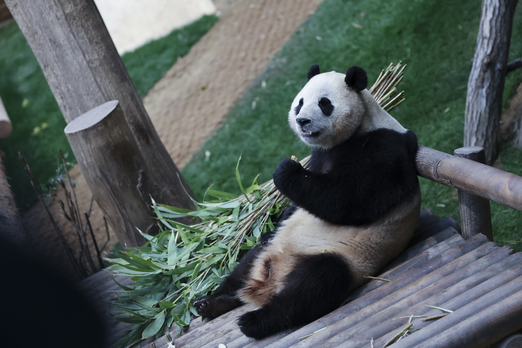 這是2月20日在韓國愛寶樂園拍攝的大熊貓福寶。