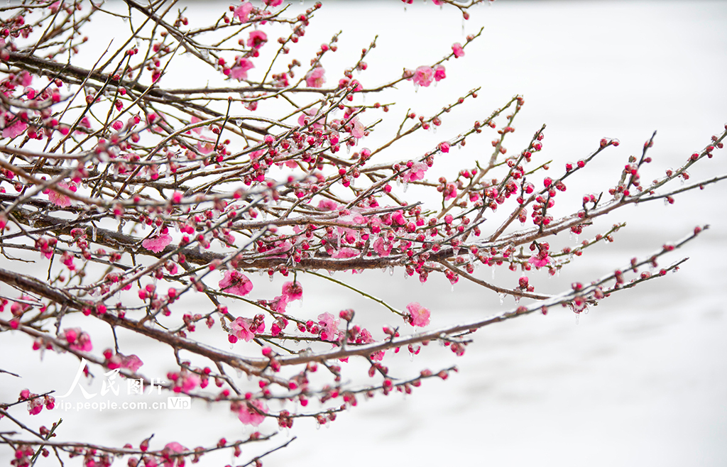  Sihong, Jiangsu: Plum Garden is now "Ice Plum Blossom"