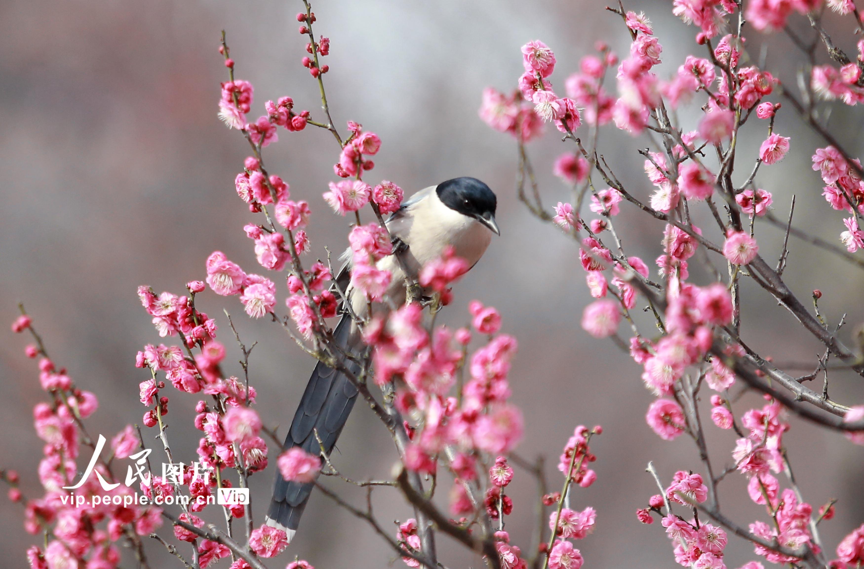  Yangzhou, Jiangsu: Birds Sing and Flowers Smell in Spring
