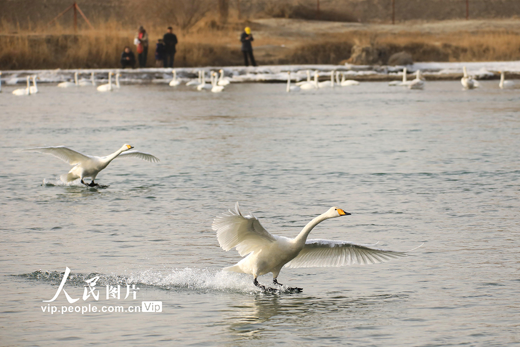 新疆和靜：天鵝舞動開都河