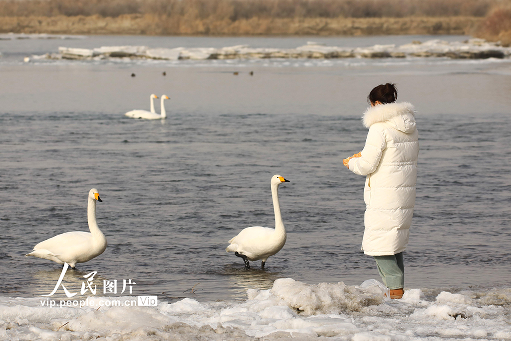 新疆和靜：天鵝舞動開都河【2】
