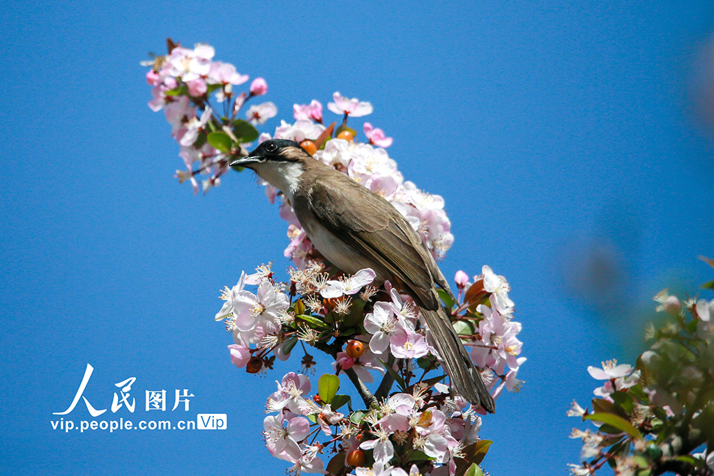 �������������ﻨ�㴺��Ũ��5��