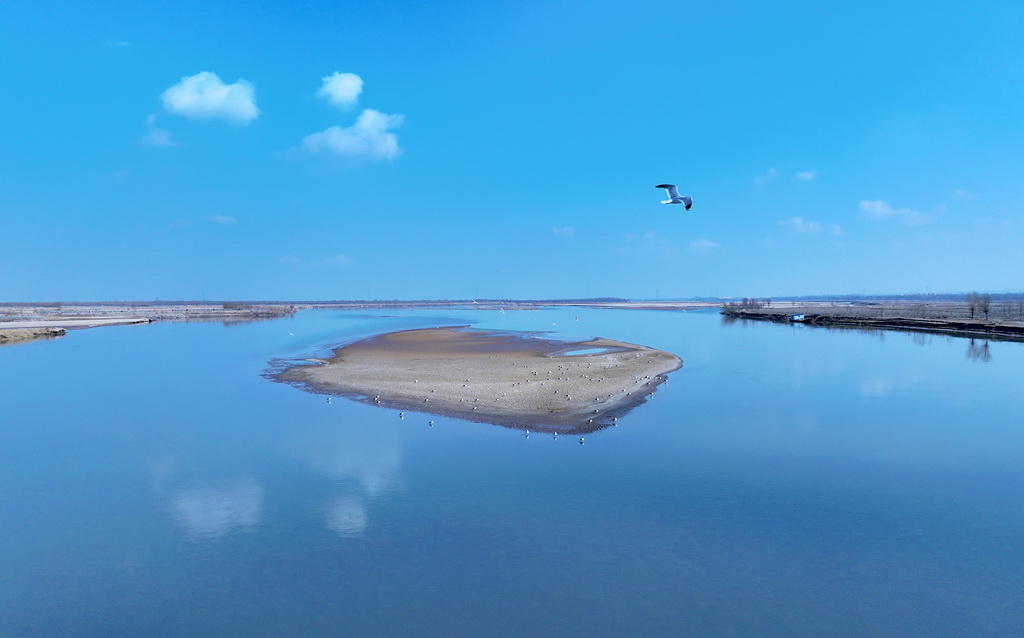 在黃河寧夏段，候鳥在灘涂上空飛翔（3月1日攝，無人機照片）。