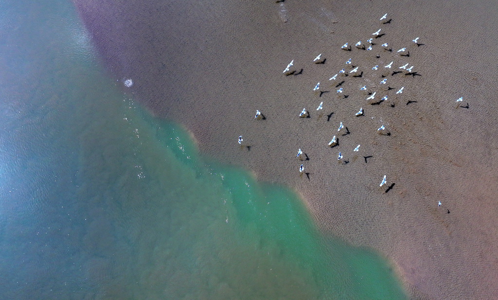 在黃河寧夏段，候鳥在灘涂上空飛翔（3月1日攝，無人機照片）。