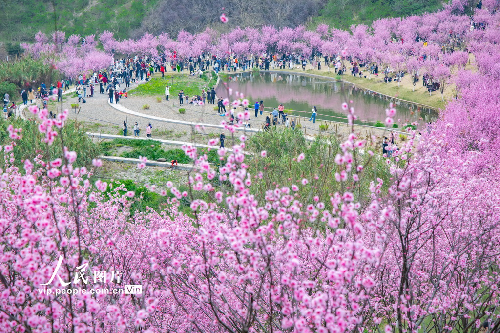 重慶：ピンクの花と海が春を迎える