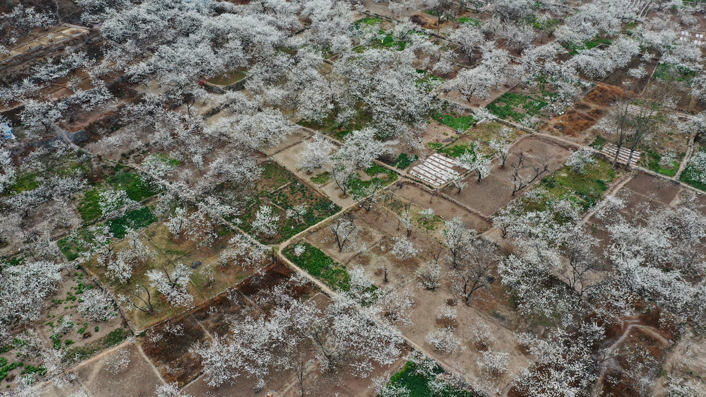 這是3月9日在隴南市武都區城關鎮石家庄村拍攝的櫻桃花（無人機照片）。