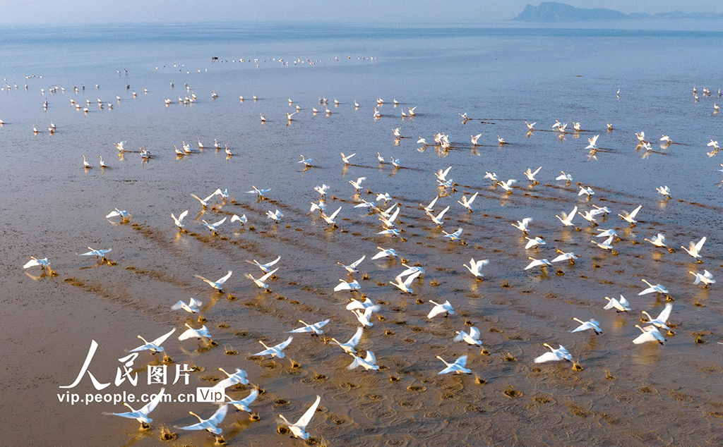 江西鄱陽湖：春日天鵝舞翩翩【2】