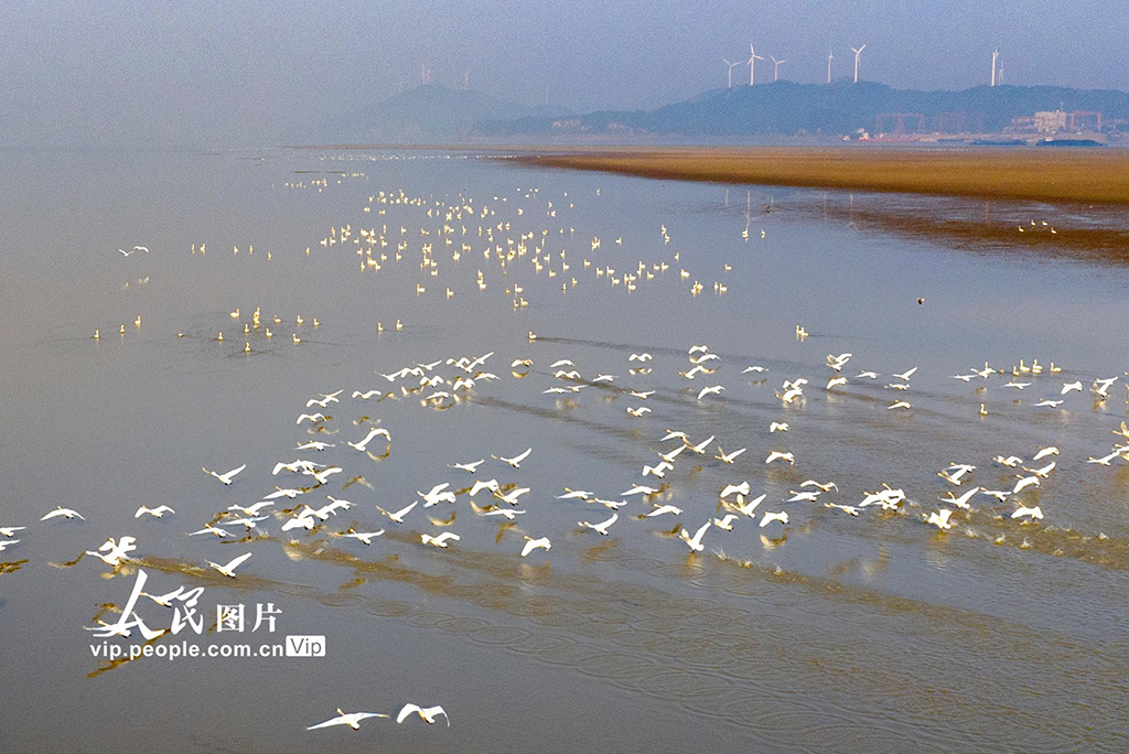 江西鄱陽湖：春日天鵝舞翩翩【3】