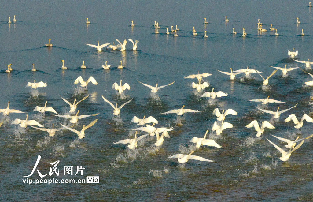 江西鄱陽湖：春日天鵝舞翩翩【4】
