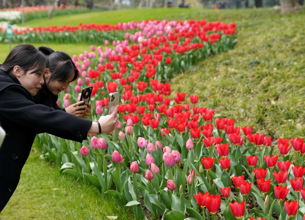 3月11日，兩名游客在杭州太子灣公園拍攝郁金香。