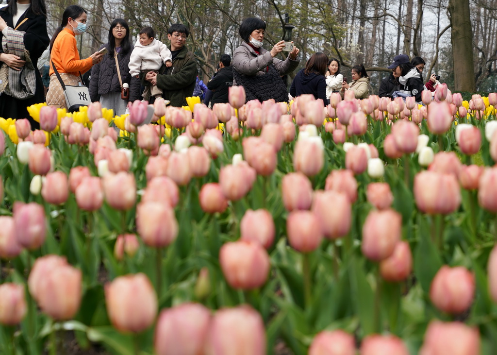 3月11日，人們在杭州太子灣公園觀賞郁金香。