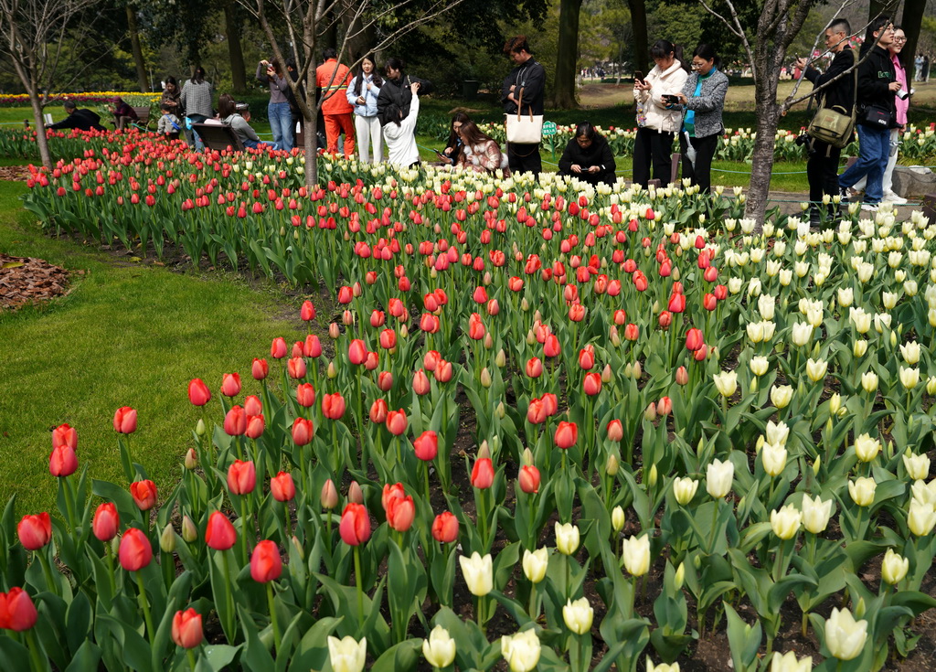 3月11日，人們在杭州太子灣公園觀賞郁金香。