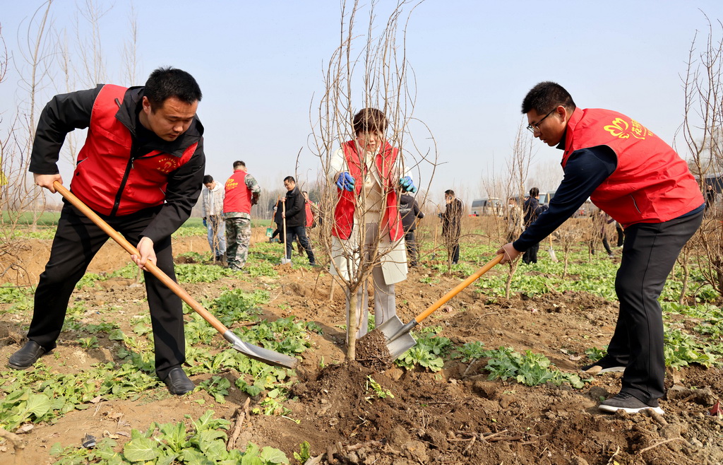 3月11日，在山東省棗庄市西王庄鎮西花溝村，志願者在栽植石榴樹。新華社發（孫中喆攝）