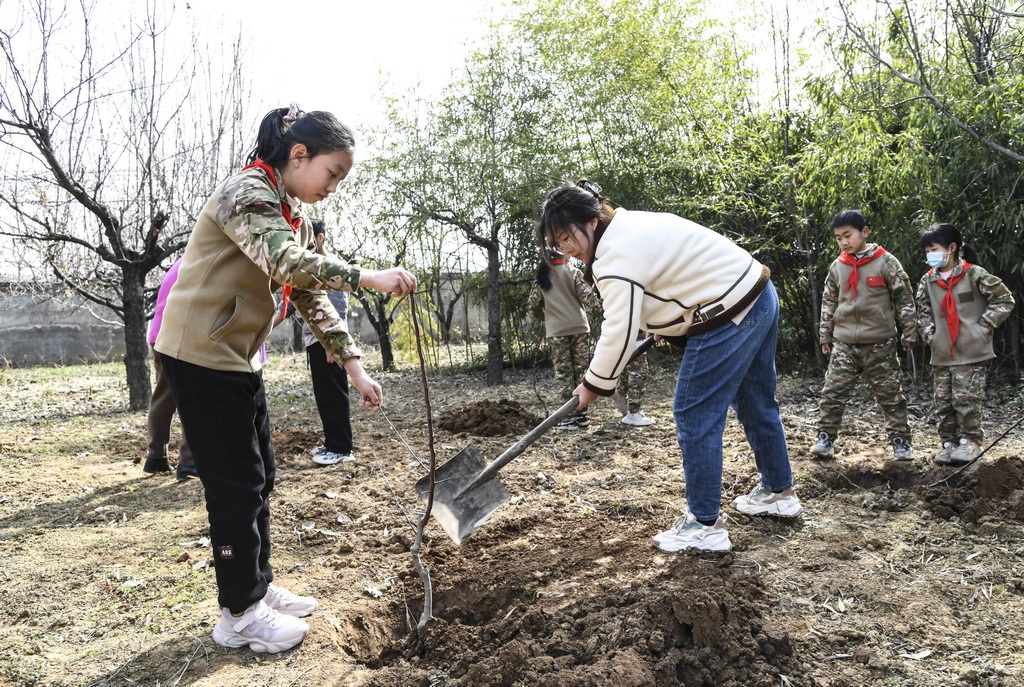 3月11日，在河南省濟源市坡頭鎮第三小學，學生與老師一起栽植小樹苗。新華社發（苗秋鬧攝）