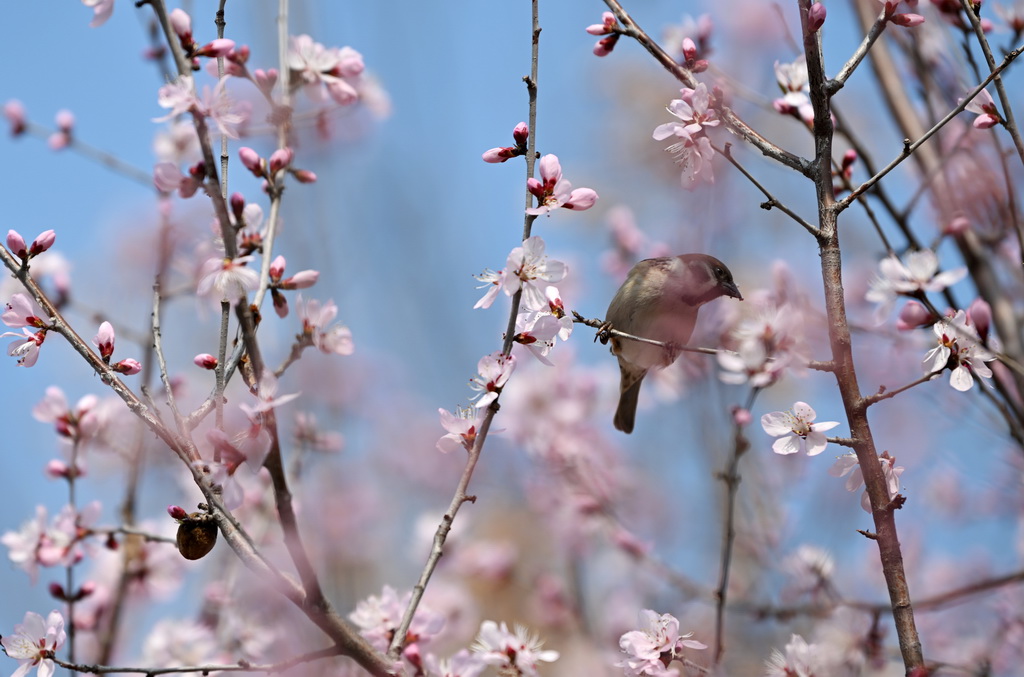 3月15日，一隻小鳥在天津桃花堤的桃樹枝上休憩。