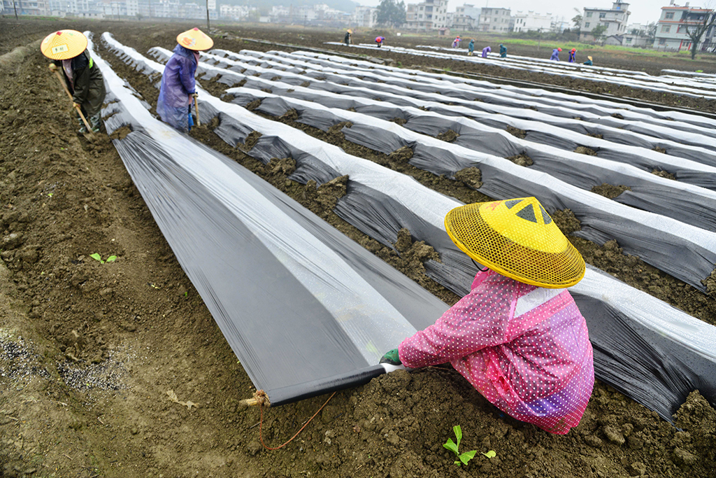 農民在廣西賀州市富川瑤族自治縣蓮山鎮為作物覆蓋農膜（3月9日攝）。新華社發（黃旭胡 攝）