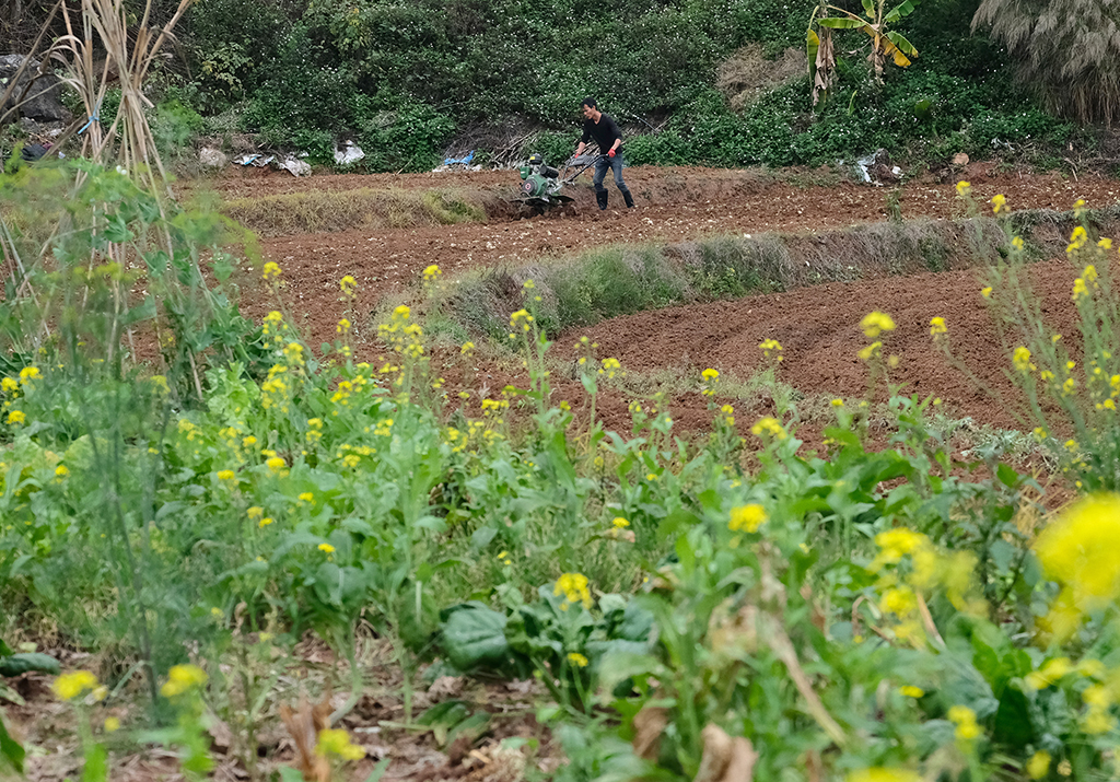 農民在南寧市邕寧區蒲廟鎮使用微耕機耕田（2月17日攝）。新華社記者 周華 攝
