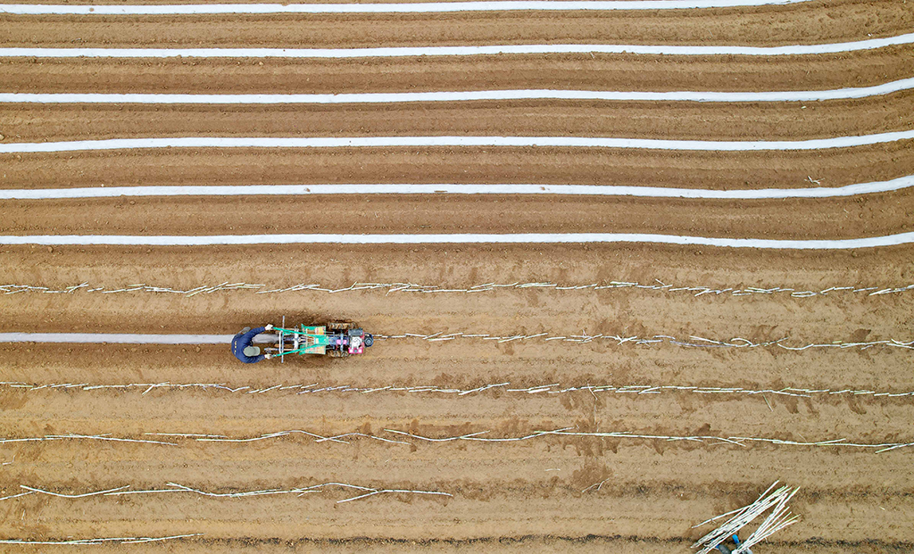 在廣西柳州市融安縣大良鎮龍山村，農民操作農機為新種植的甘蔗蓋地膜（2月27日攝，無人機照片）。新華社發（譚凱興 攝）