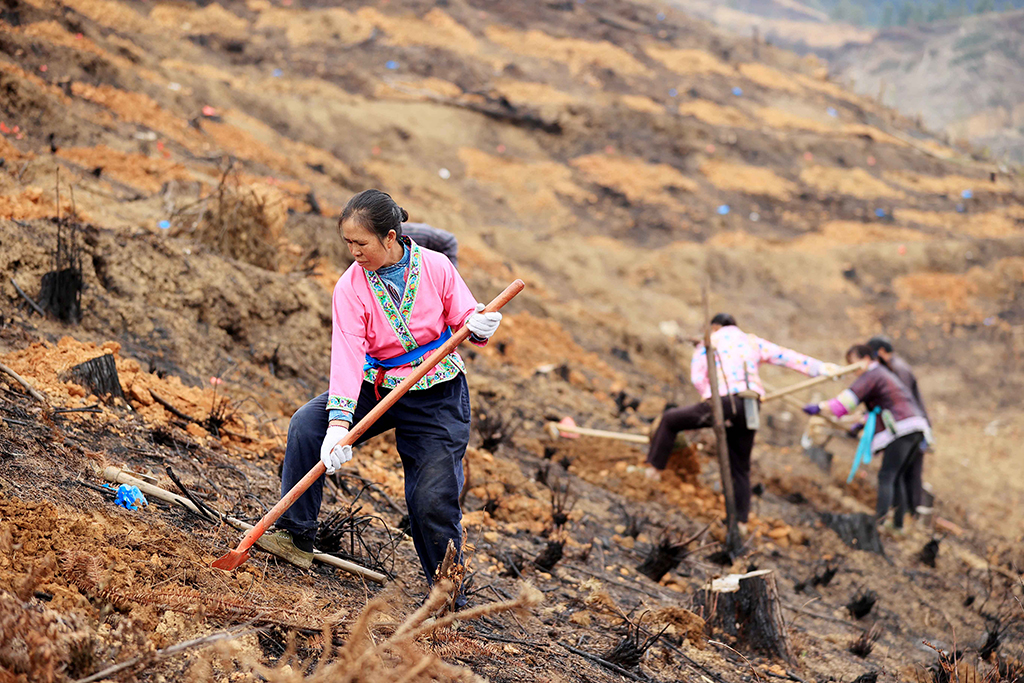 在廣西柳州市融安縣大坡鄉六局村，人們挖樹坑准備種植油茶樹（3月8日攝）。新華社發（譚凱興 攝）