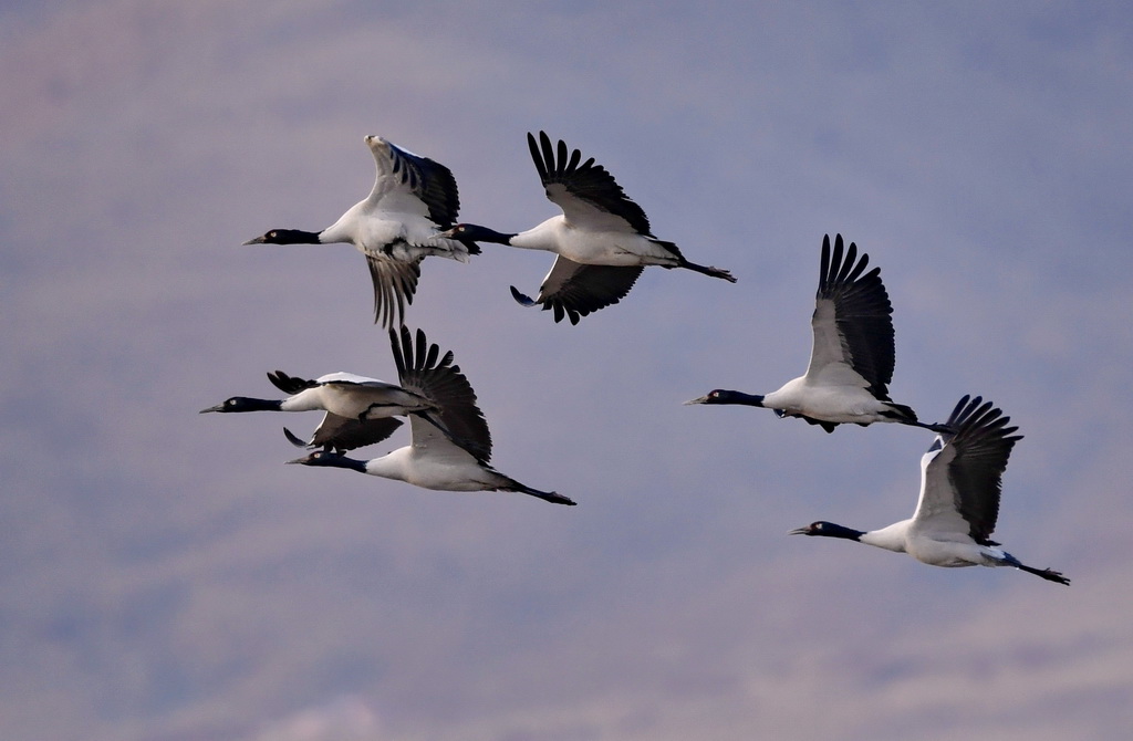  Black necked cranes end their "winter vacation" migration